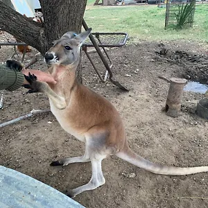 https://corella-creek-country-farm-stay.queenslandhotels.net